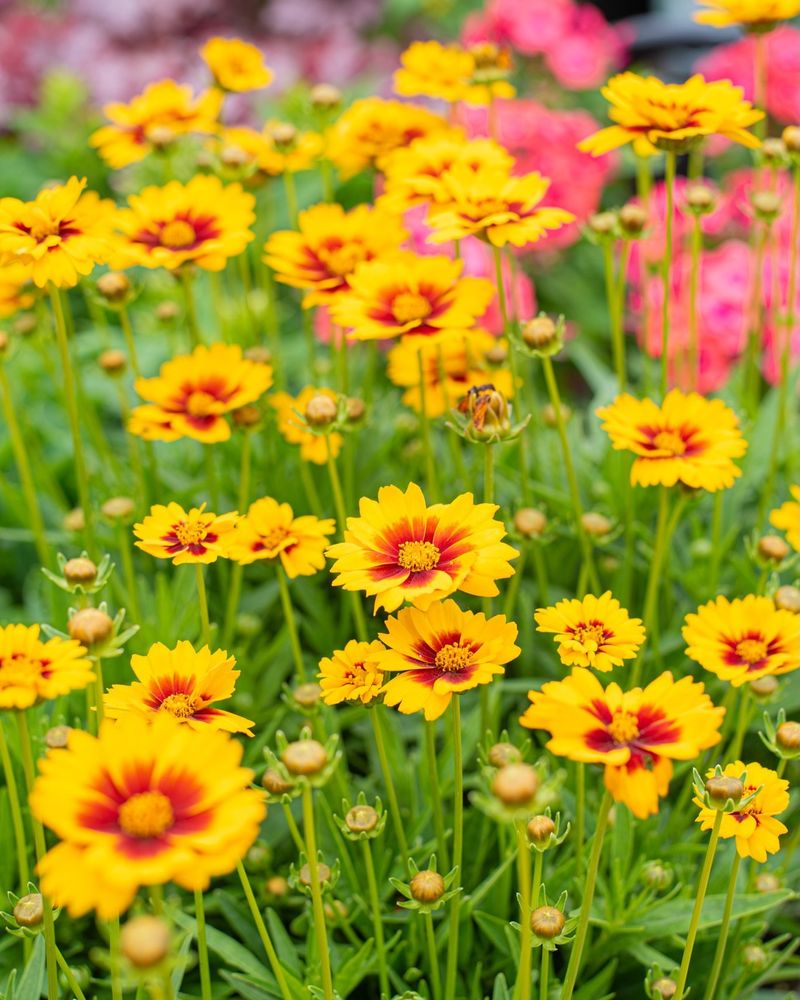 Coreopsis