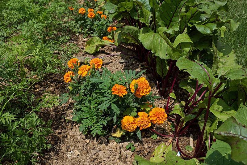 Companion Planting (Smart Prevention)
