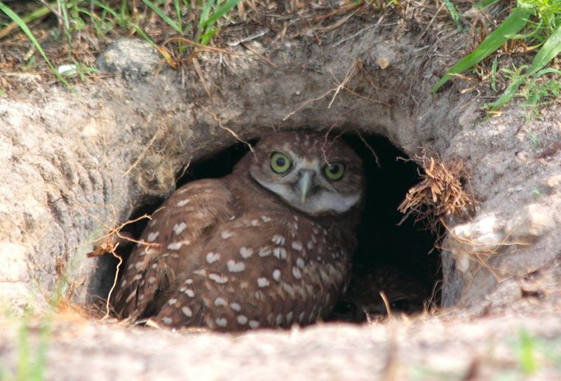 Burrowing Owls