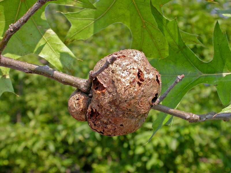Galls from Insects