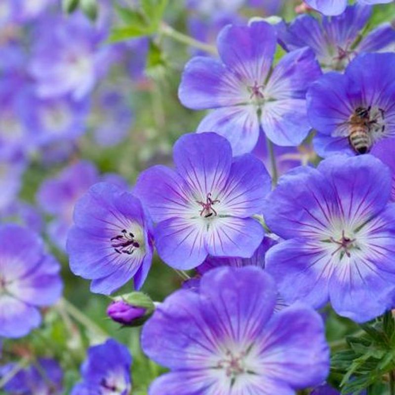 Cranesbill (Geranium pratense)