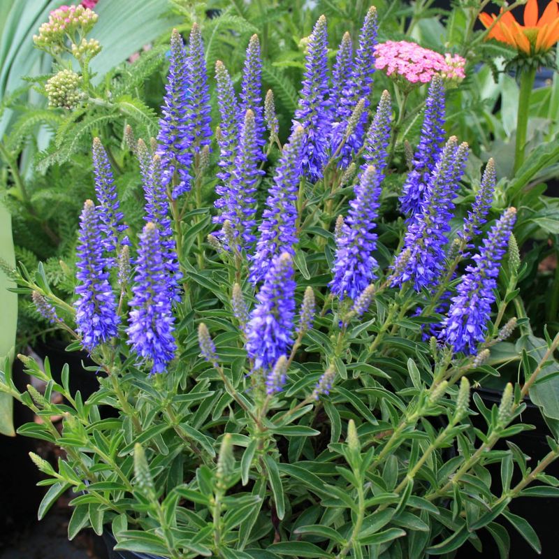 Veronica ‘Royal Candles’ – Spiky blue flowers all summer (zones 3-8).