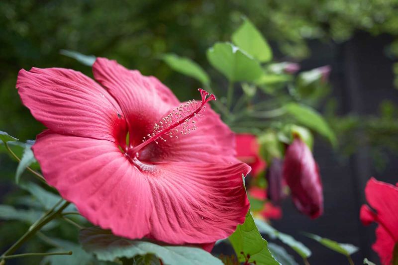 Hibiscus - Tropical Showstoppers