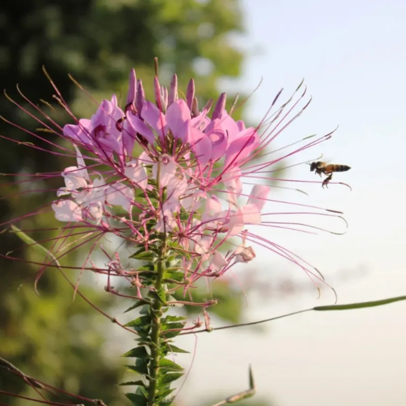 Cleome
