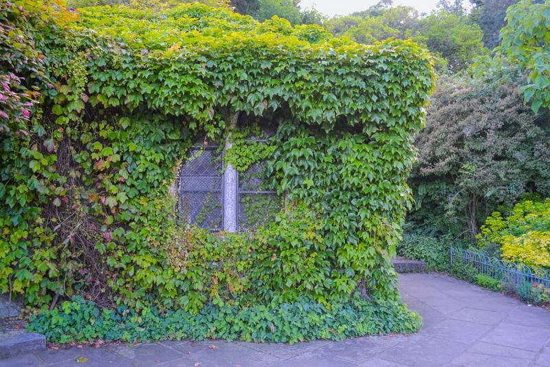 English Ivy
