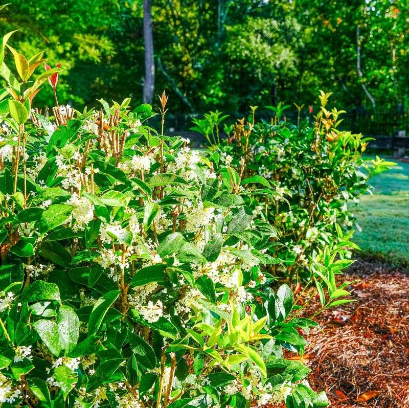 Sweet Tea Olives' Fragrant Melody