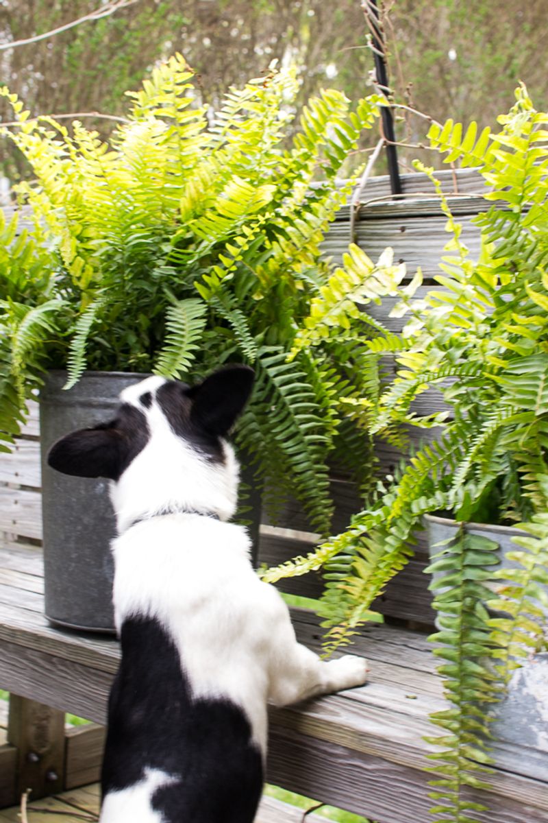 Boston Fern (Nephrolepis exaltata)