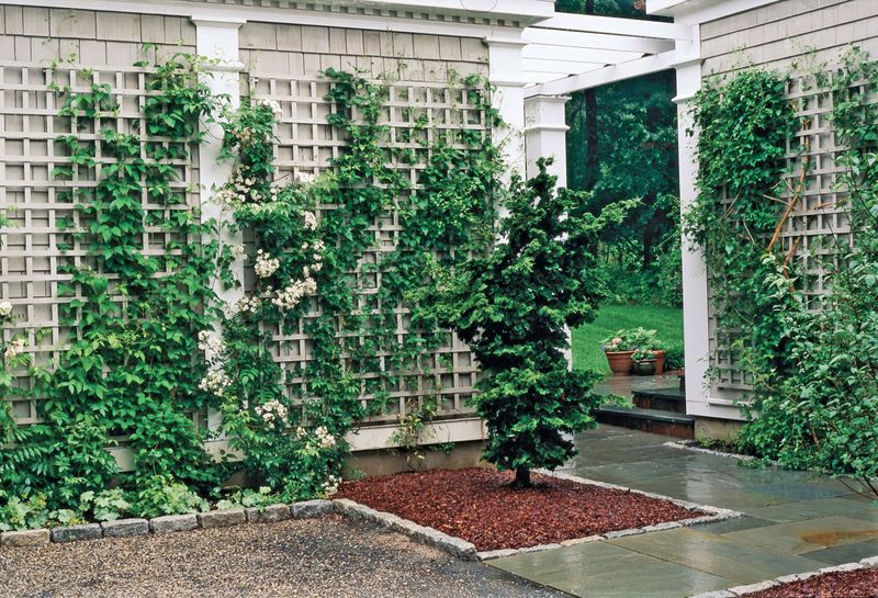 Lattice Panels with Climbing Vines