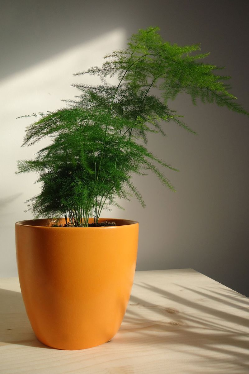 Asparagus Fern (Asparagus setaceus)