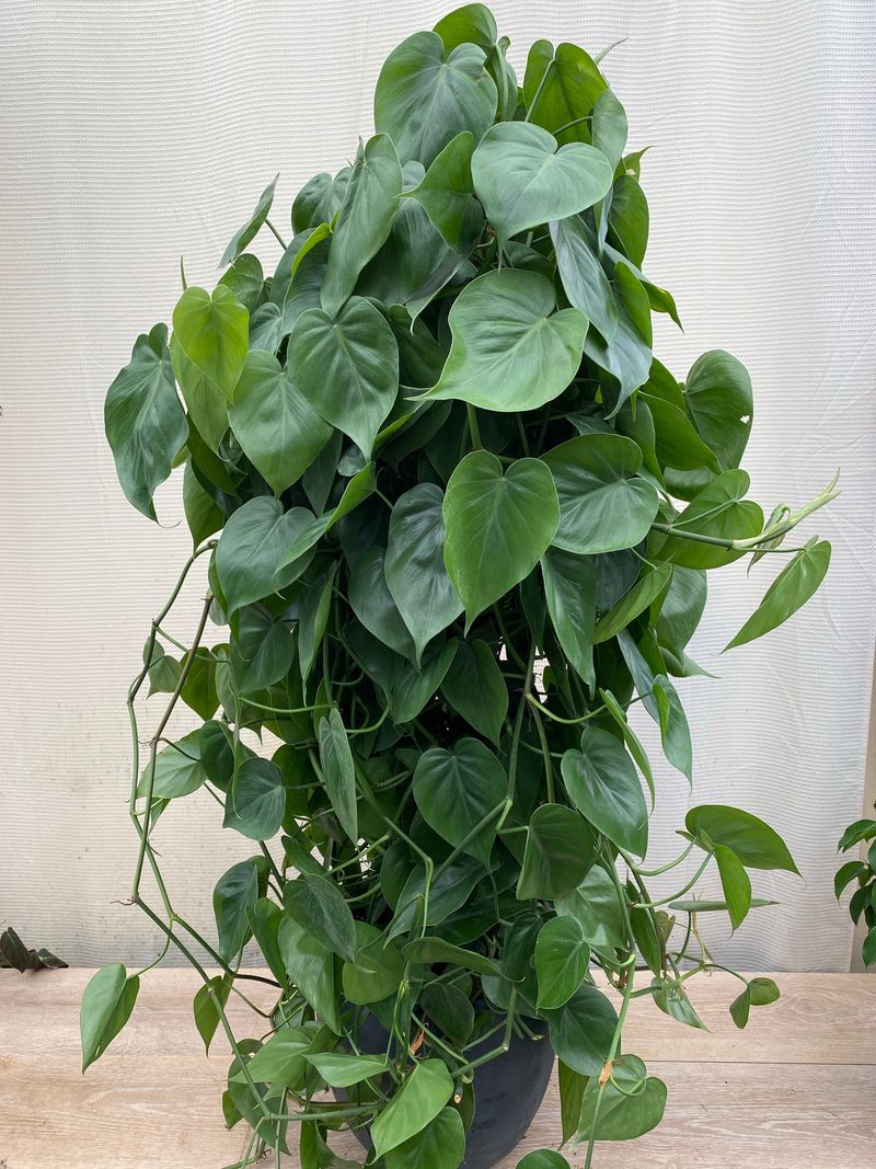 Philodendron - The Vine Machine