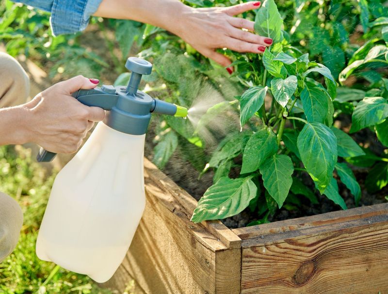 Aspirin Spray for Plant Immunity