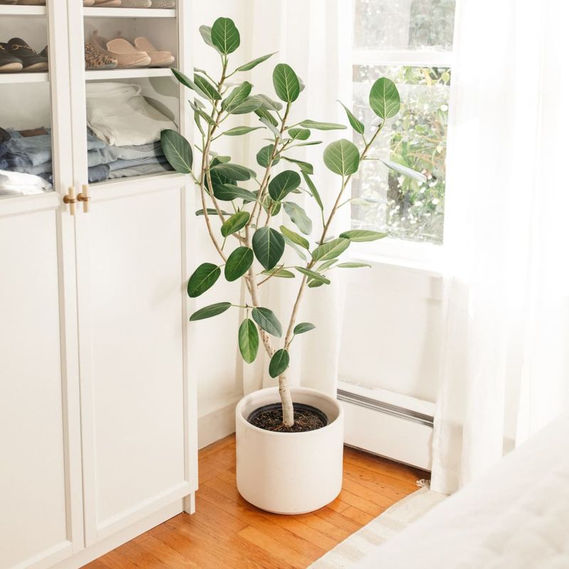 Ficus Audrey (Ficus benghalensis)
