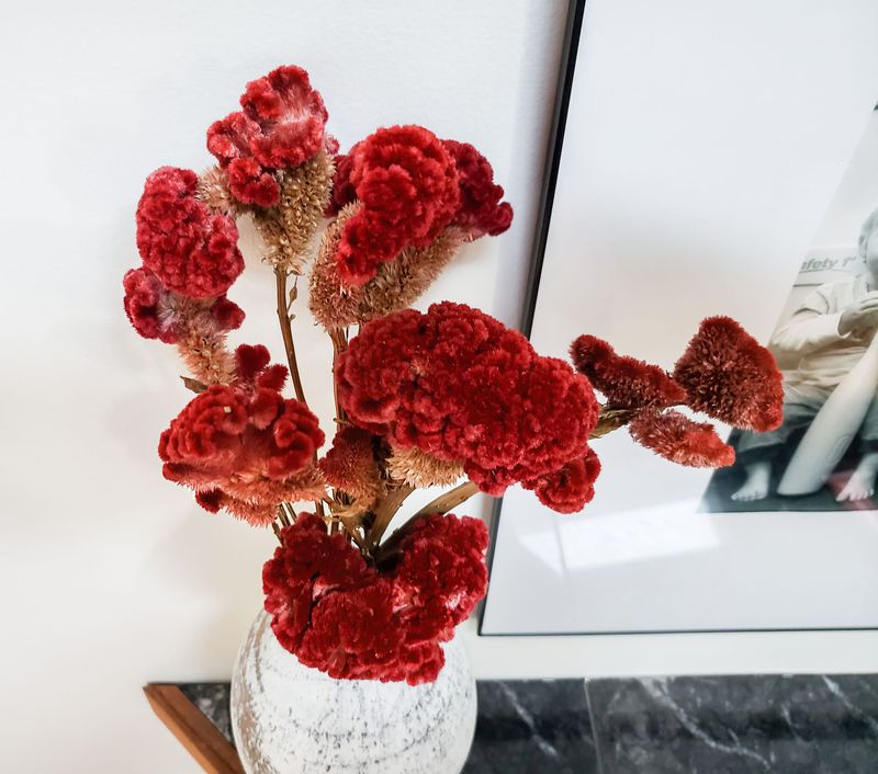 Celosia (Cockscomb)