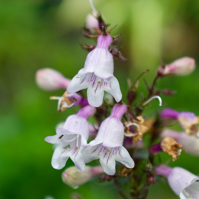 Penstemon (Penstemon digitalis)