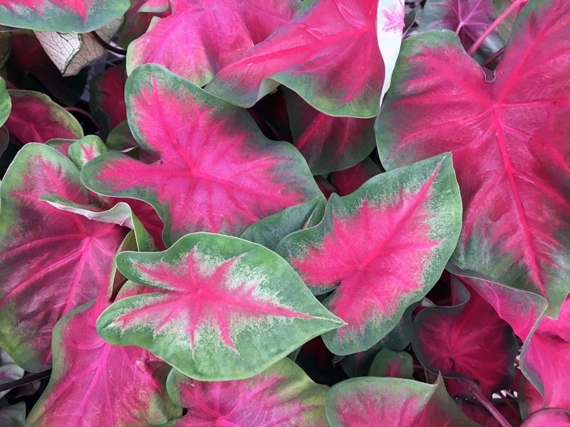 Caladium