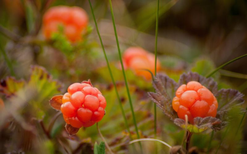 Cloudberries