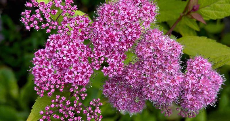 Spirea (Spiraea japonica)