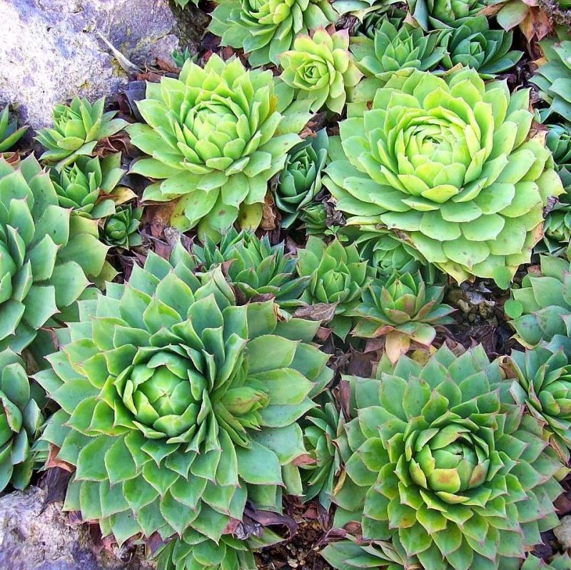 Hens and Chicks