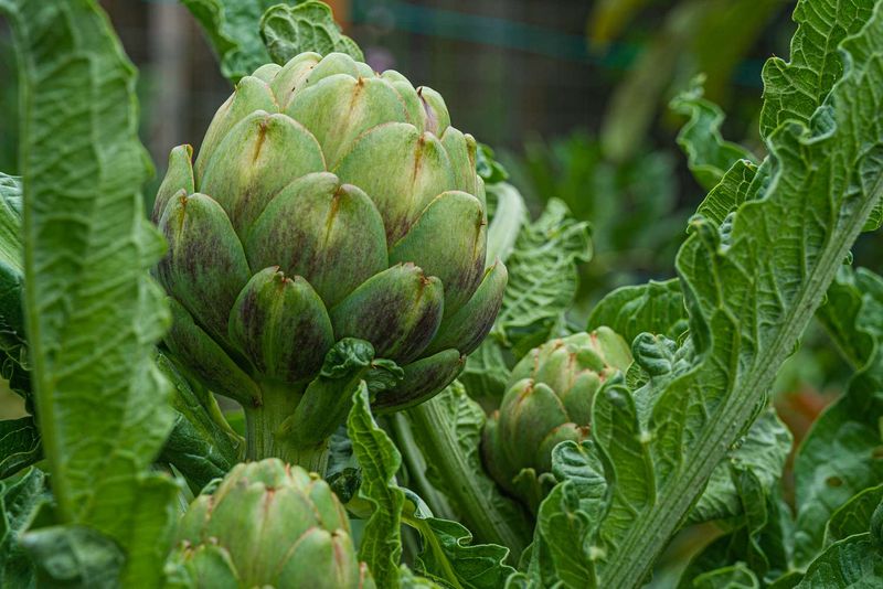 Artichokes (Cynara scolymus)