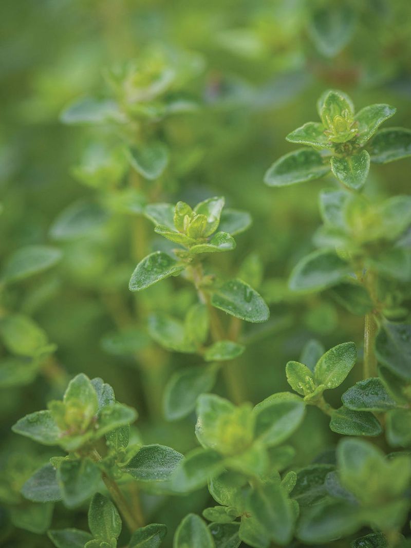 Thyme
