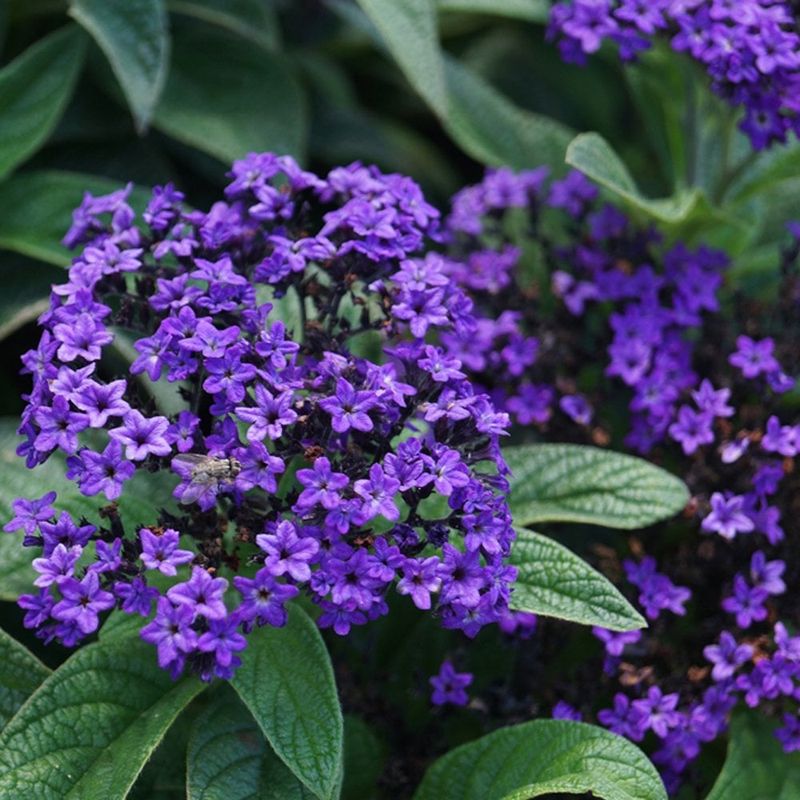 Heliotrope (Heliotropium arborescens)