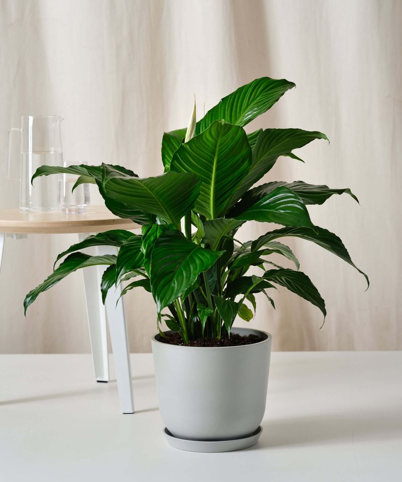 Peace Lily ❌ In Direct Sun