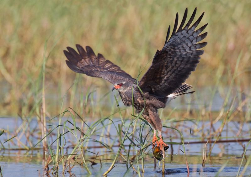 Snail Kite