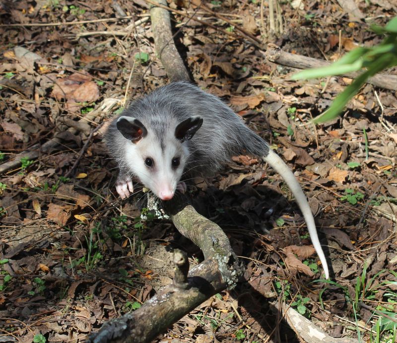 Opossums
