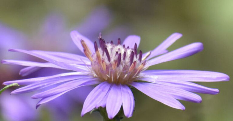 Battling Clay Soil in Georgia? Try These 7 Native Plants That Actually Thrive