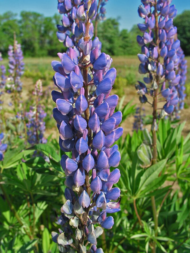 Lupine