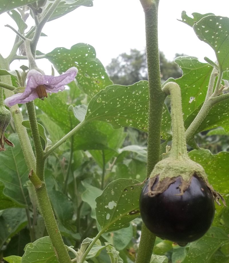 Eggplant