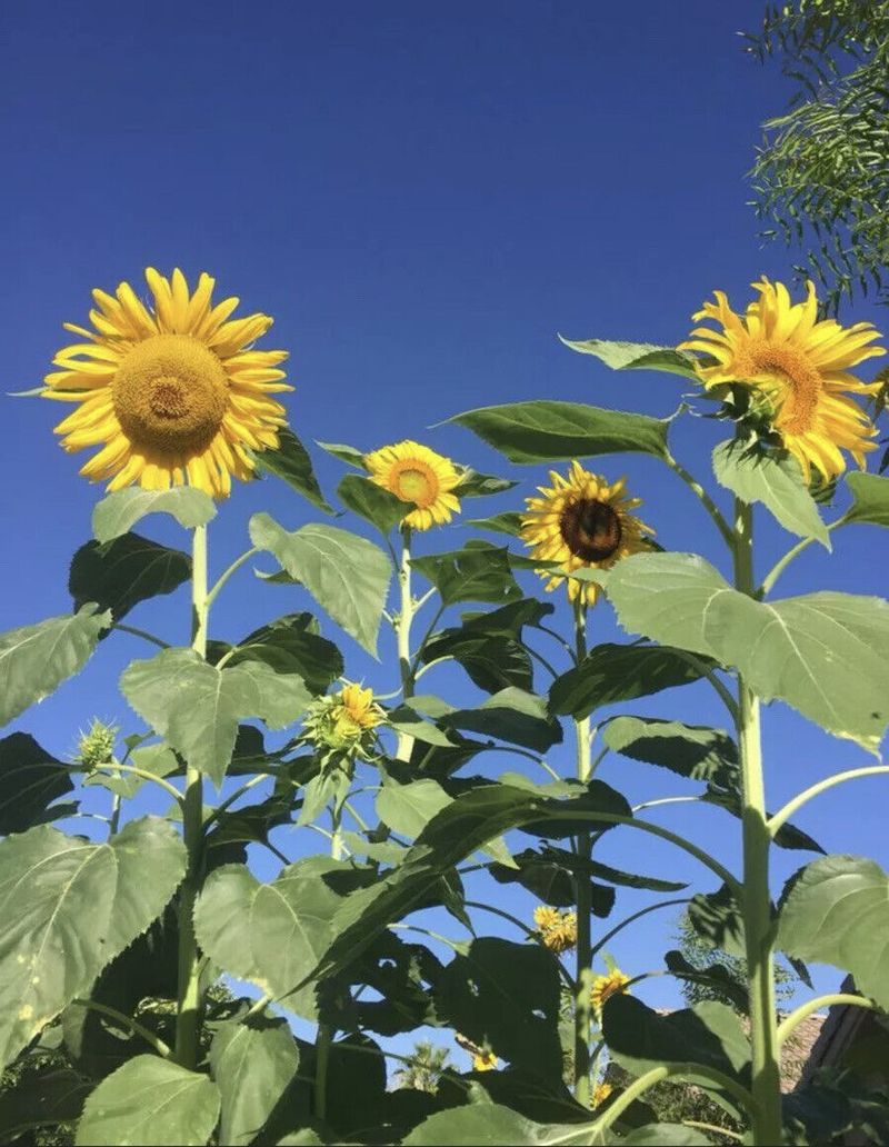 Sunflowers Grew Taller and Stronger