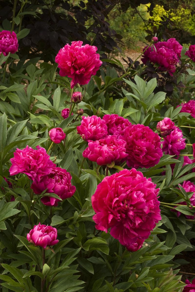 Peonies