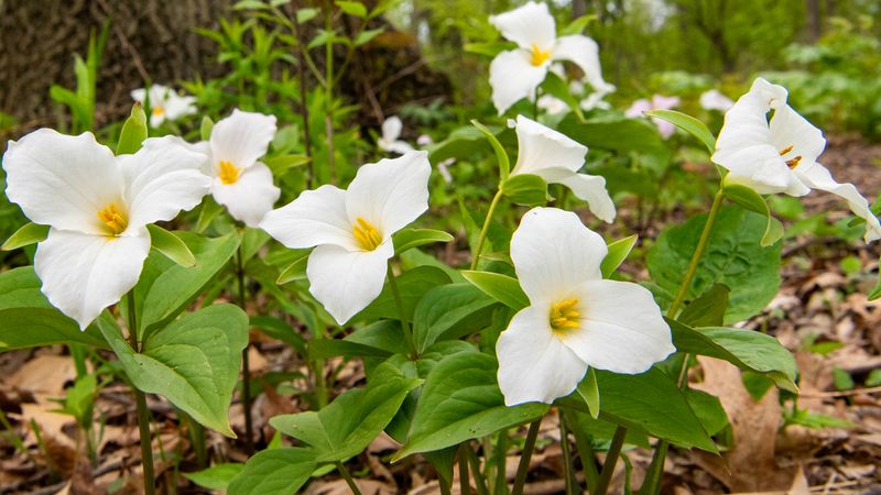Trillium (Trillium grandiflorum)