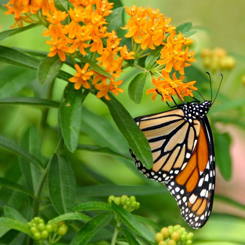 Butterfly Weed (Asclepias tuberosa)