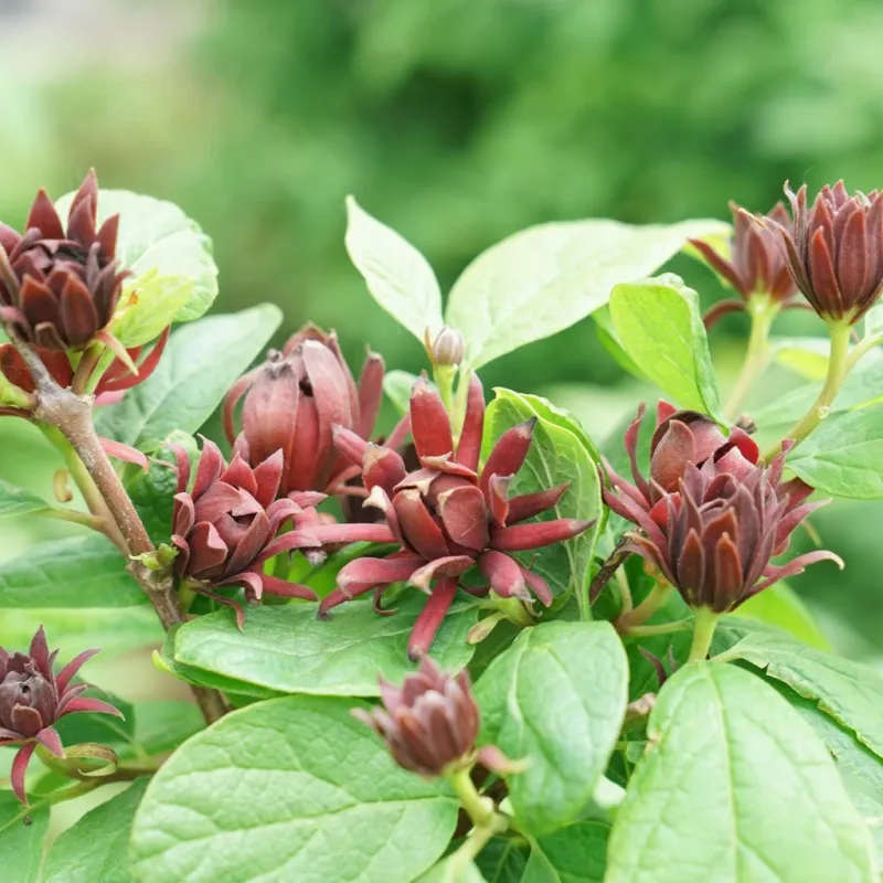 Sweetshrub (Calycanthus floridus)
