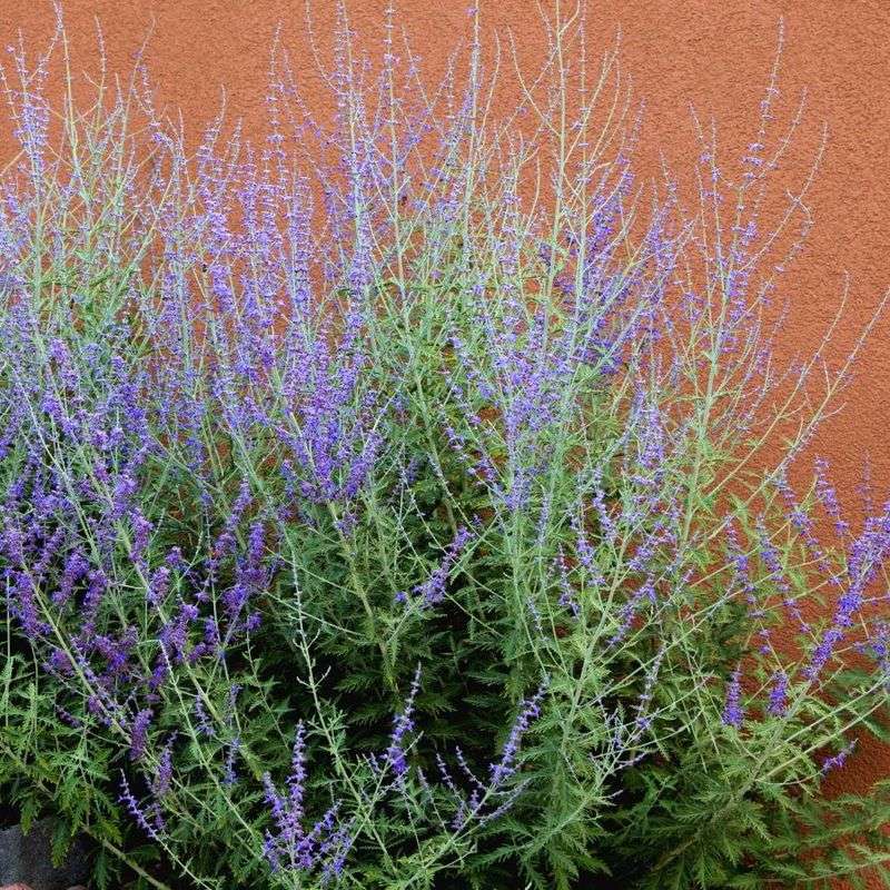 Russian Sage
