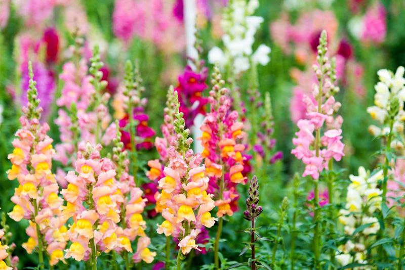 Snapdragons