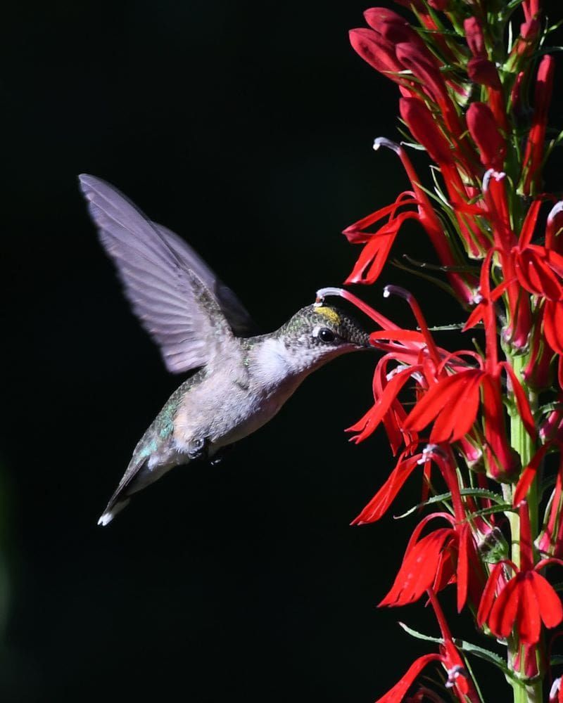 Cardinal Flower