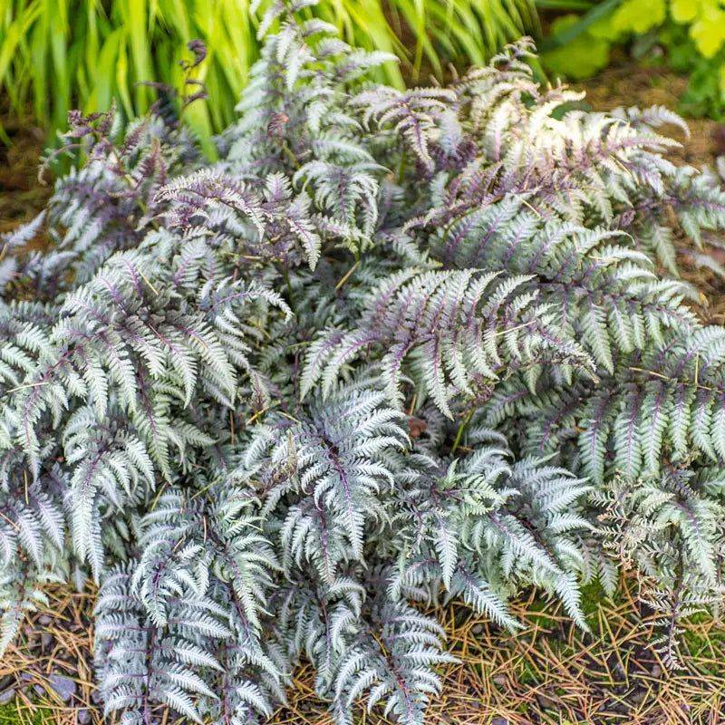 Japanese Painted Fern