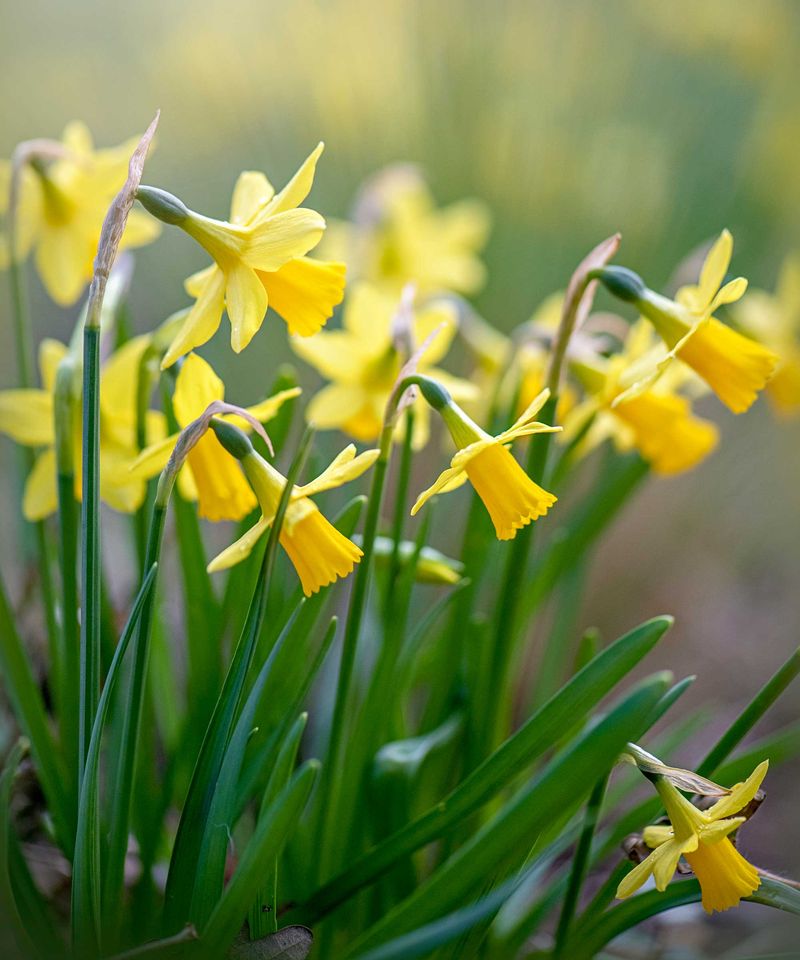 Daffodils