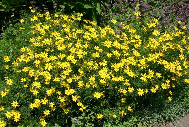 Coreopsis