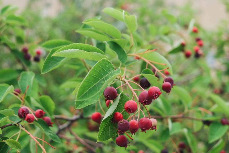 Serviceberry (Amelanchier)