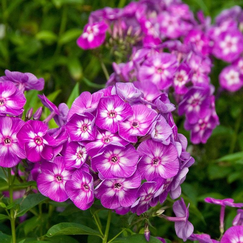 Phlox (Phlox paniculata)