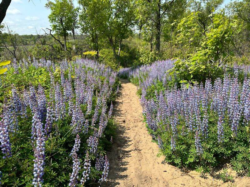 Lupine (Lupinus)