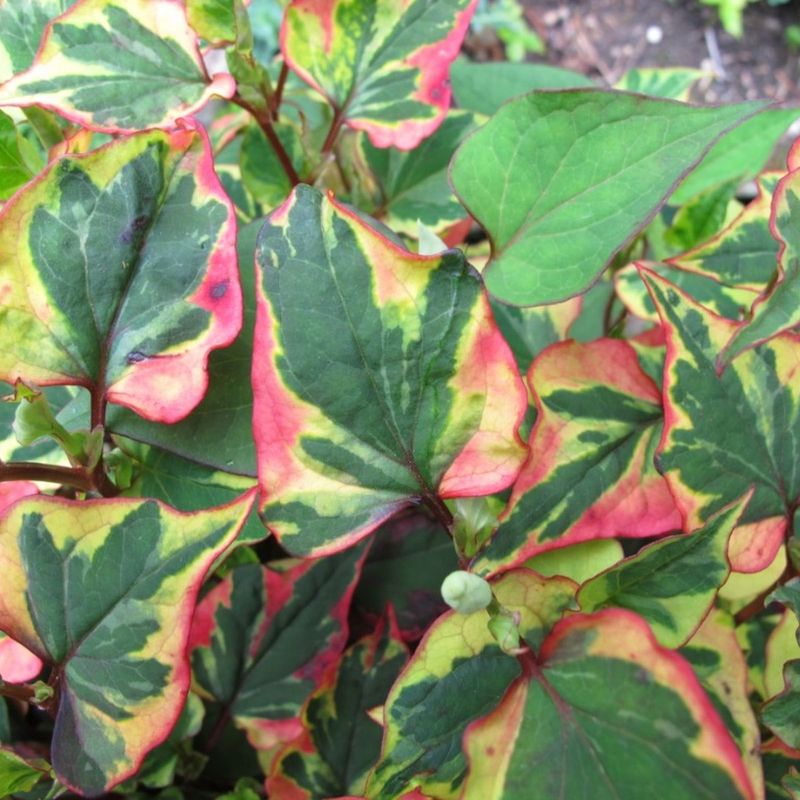 Chameleon Plant (Houttuynia cordata)