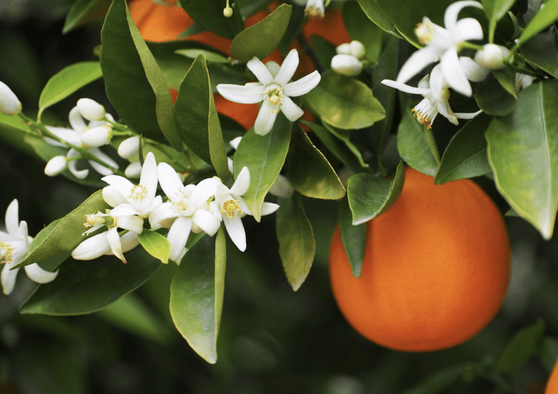 Citrus blossoms (orange, lemon, lime) – Fragrant, sweet, and perfect in desserts.