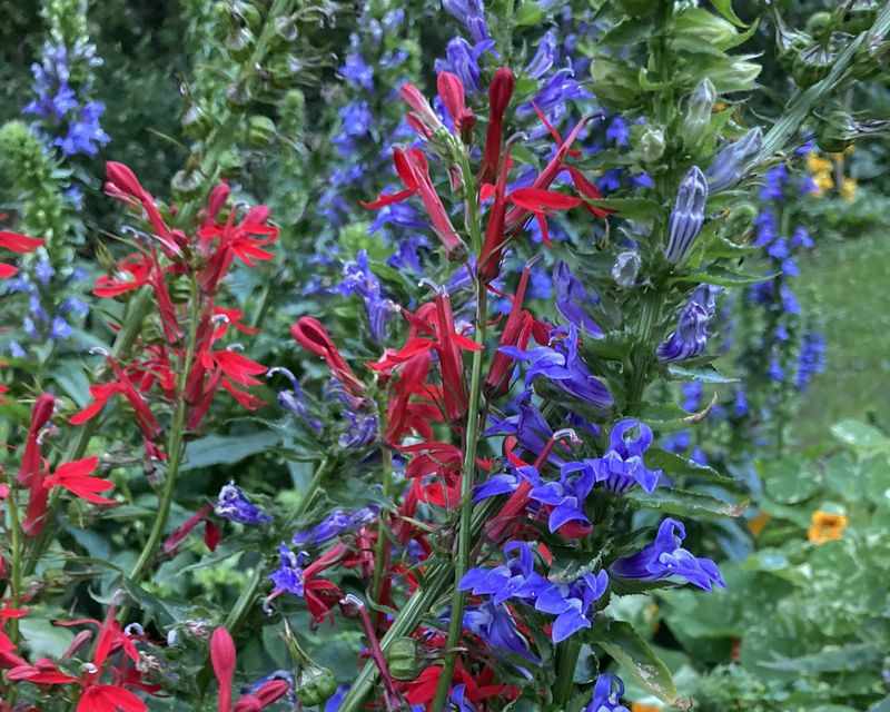 Lobelia