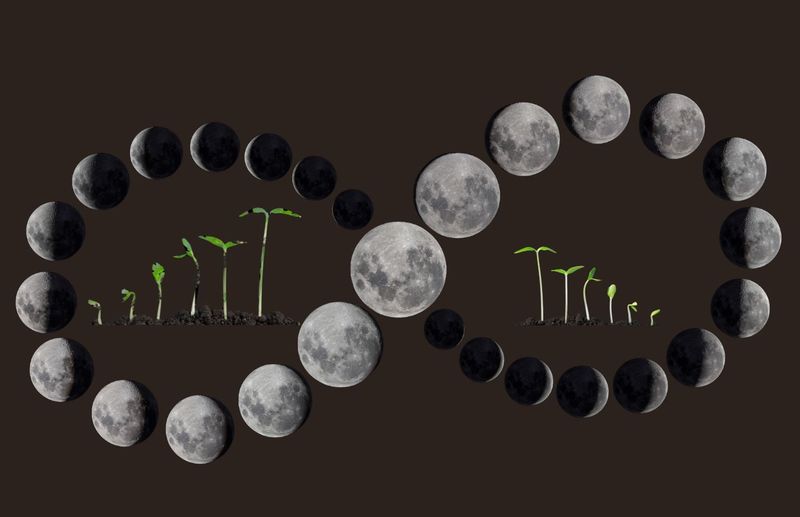Planting by the Moon (Lunar Gardening)