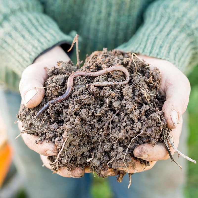 Earthworms: Underground Architects With Purpose